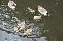 100 - Canada geese with family